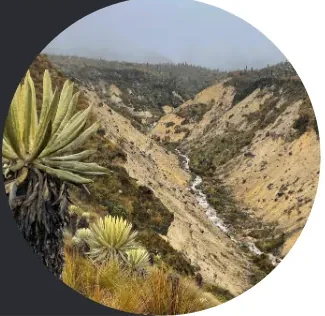 Cauce de montaña con frailejones en zona de páramo, área de estudio hidrológico